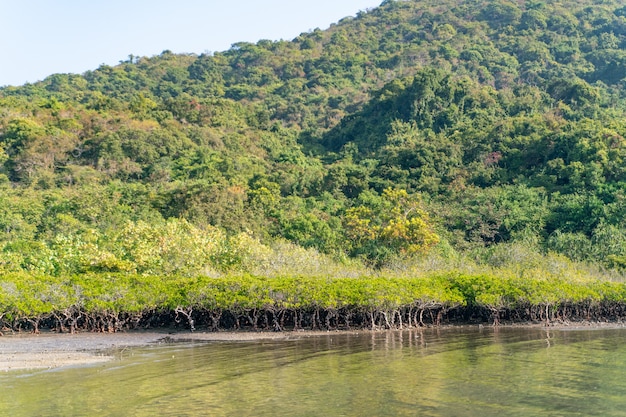 Alberi di mangrovie lungo l'acqua salata verde turchese