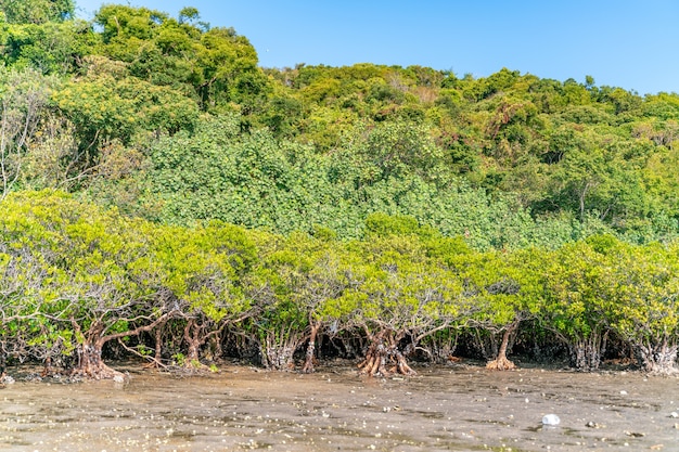 Alberi di mangrovie lungo l'acqua salata verde turchese