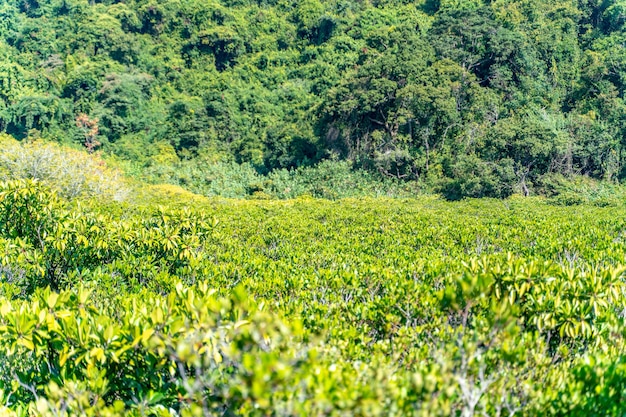 Alberi di mangrovie lungo l'acqua salata verde turchese