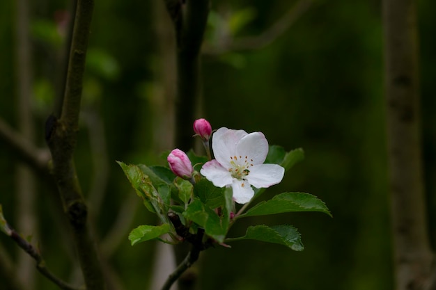 Alberi di mele albero fiorito primo piano di fiori bianchi e rosa di un albero da frutto su un ramo su uno sfondo sfocato