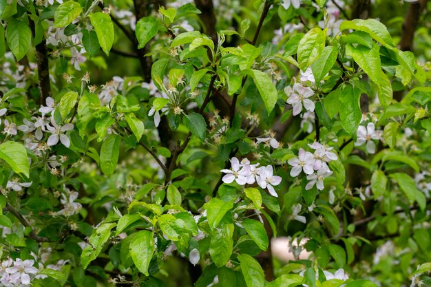 Alberi di mele albero fiorito primo piano di fiori bianchi e rosa di un albero da frutto su un ramo su uno sfondo sfocato