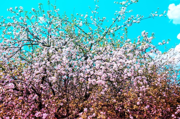 Alberi di mele in fiore d'epoca all'alba Sfondo naturale di primavera