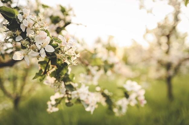 Alberi di mele in fiore nel giardino bellissima carta da parati foto