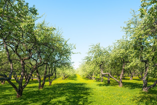 Alberi di mele in fiore sul prato con denti di leone gialli Fiori di melo contro il cielo blu nel frutteto in primavera Bellissimo sfondo natura xA