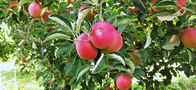 Alberi di mele in un frutteto con mele rosse pronte per il raccolto