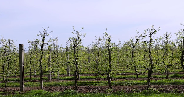 alberi di mele nel frutteto in tempo nuvoloso