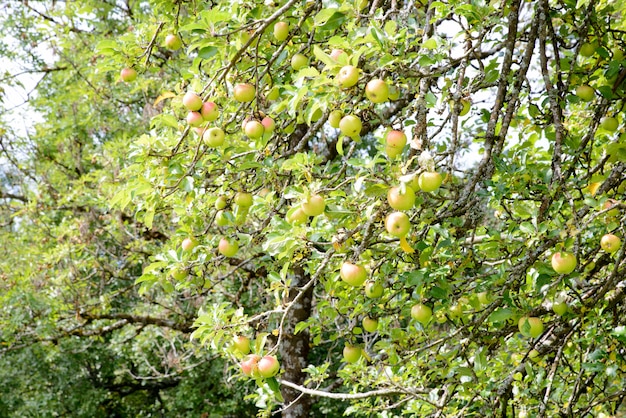 alberi di mele