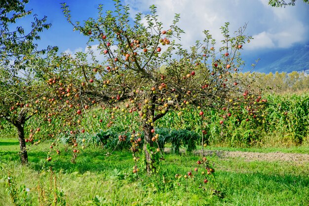 alberi di mele