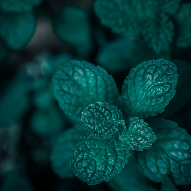 Alberi di menta fresca in giardino organig