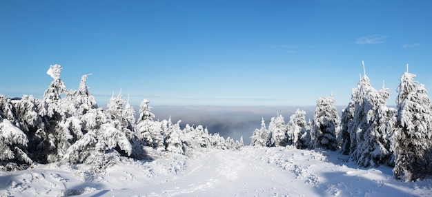 Alberi di Natale coperti di neve in montagna, panorama