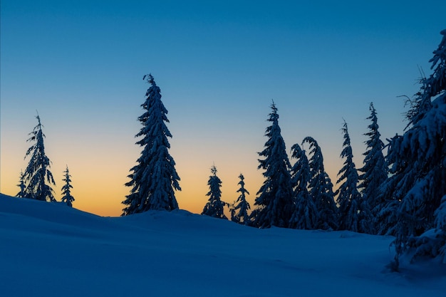 Alberi di Natale innevati sullo sfondo del cielo arancione della sera