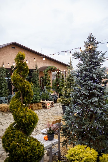 Alberi di Natale verdi sulla strada vicino alla casa Cortile addobbato a festa per il nuovo anno Decorazioni natalizie della facciata della casa