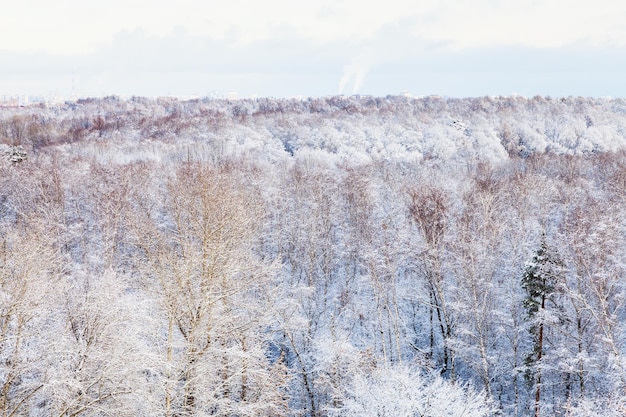 Alberi di neve nella foresta in inverno