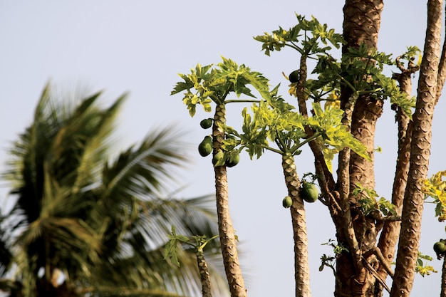 Alberi di papaia con Copyspace Badami