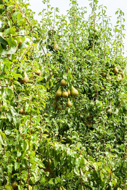 Alberi di pera carichi di frutta in un frutteto al sole