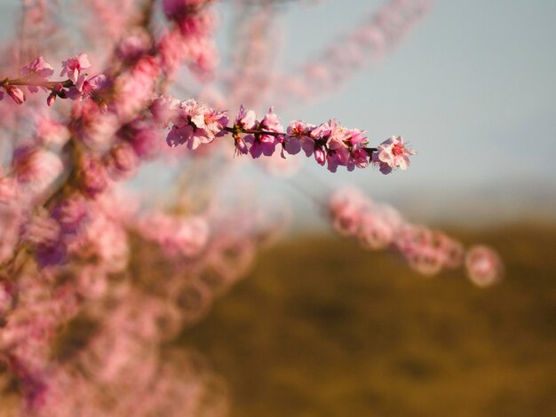 Alberi di pesche in fiore a Aitona, Catalogna, Spagna