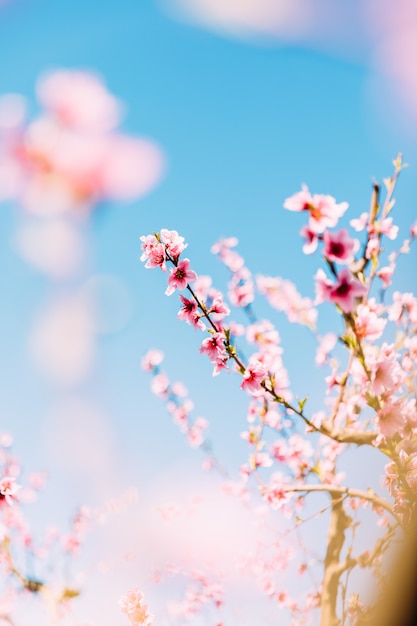 Alberi di pesco in fiore