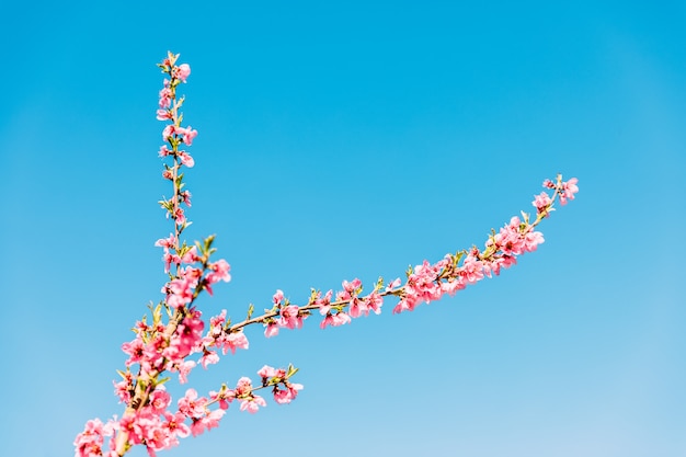 Alberi di pesco in fiore