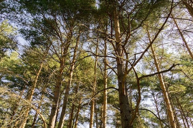 Alberi di pino al mattino