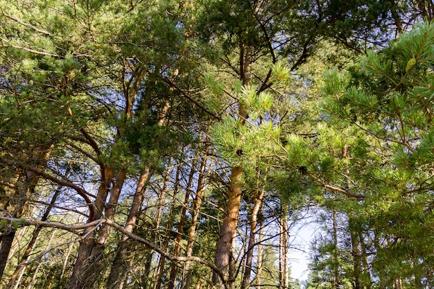 Alberi di pino al mattino