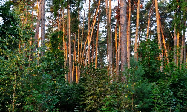 Alberi di pino al sole del mattino Regione di Mosca Russia