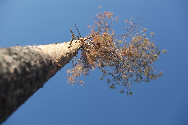 Alberi di pino alto nella foresta Vista del cielo e delle nuvole attraverso gli alberi Messa a fuoco selettiva