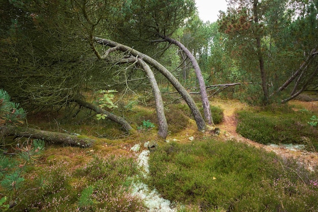 Alberi di pino caduti dopo una tempesta o un forte vento pendenti e danneggiati Piante e cespugli in condizioni climatiche avverse durante l'inverno Distruzione della natura e dell'ecosistema a causa della tempesta estrema in una foresta