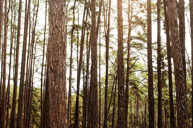 Alberi di pino con la natura