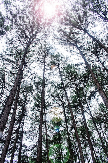 Alberi di pino con luce solare.