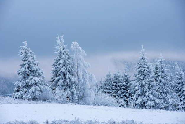 Alberi di pino coperti di neve contro il cielo