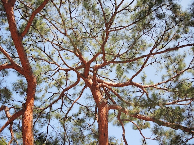 Alberi di pino da sotto