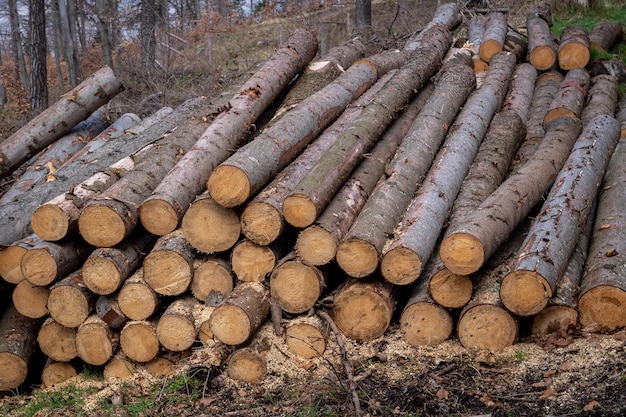 Alberi di pino e abete rosso I tronchi di legno ammucchiano l'industria del legname da taglio