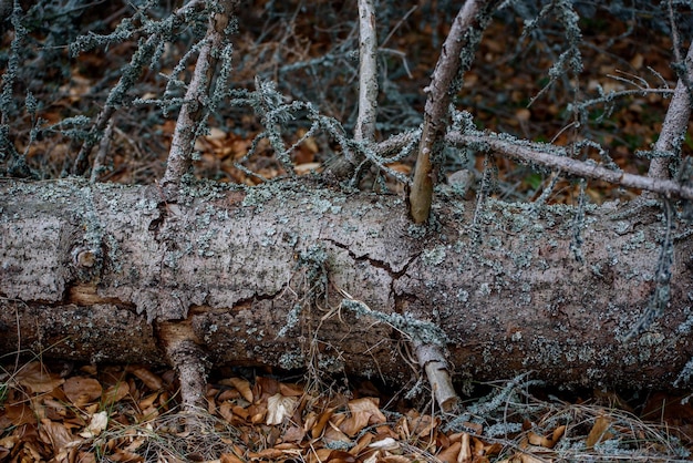 Alberi di pino e abete rosso I tronchi di tronchi ammucchiano i tronchi di legno del panorama dell'industria del legno del legname
