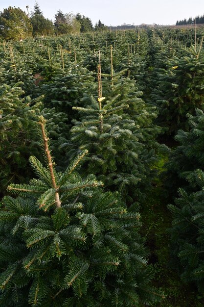 Alberi di pino in campo