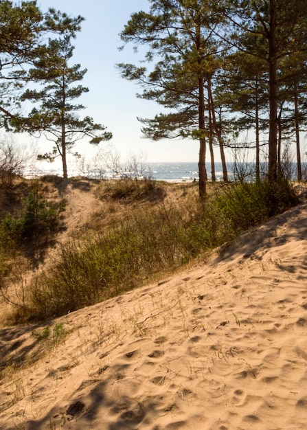 Alberi di pino in un parco sulla spiaggia sabbiosa del Mar Baltico a Palanga Lituania