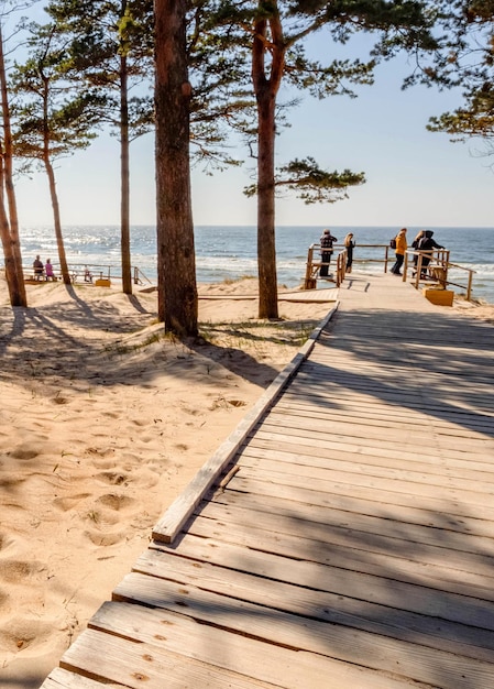 Alberi di pino in un parco sulla spiaggia sabbiosa del Mar Baltico a Palanga Lituania