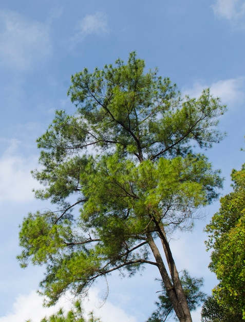 Alberi di pino nella foresta con cielo blu