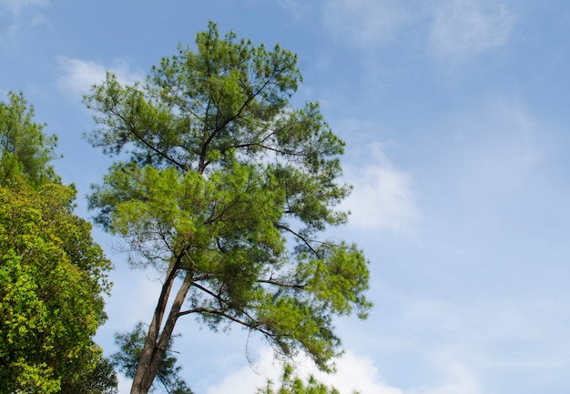 Alberi di pino nella foresta con cielo blu