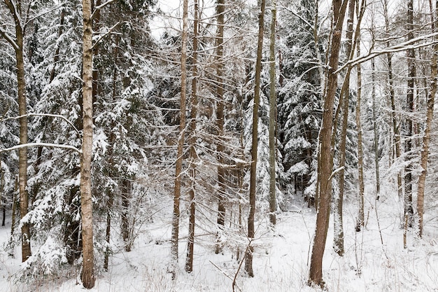 alberi di pino nella foresta con tempo nuvoloso