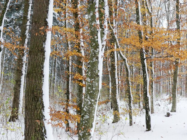 Alberi di pino nella foresta durante l'inverno