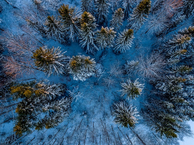 Alberi di pino nella foresta durante l'inverno