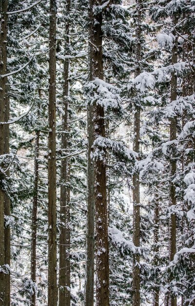 Alberi di pino nella foresta invernale. frammento di foresta. Giappone. Nagano. Parco delle scimmie di Jigokudani.