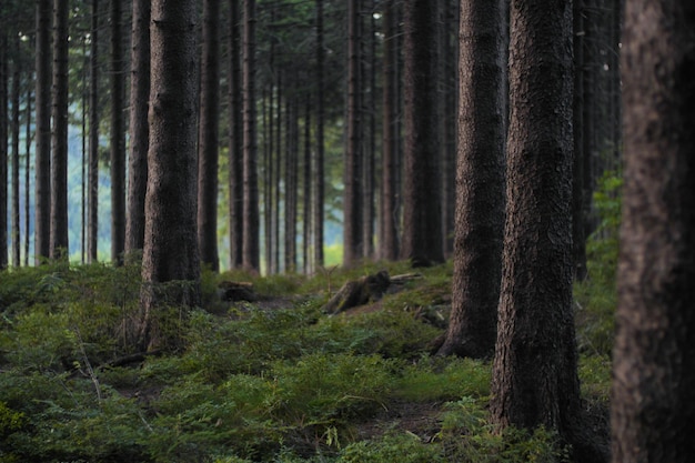 Alberi di pino nella foresta