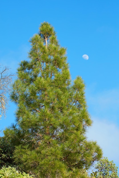 Alberi di pino nelle montagne di La Palma Isole Canarie in Spagna Zona isolata calma e pacifica piena di grandi alberi contro un cielo blu e la luna in estate Vegetazione verde naturale nella foresta