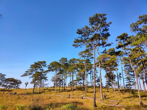 Alberi di pino sul campo contro un cielo limpido