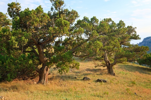 Alberi di pino sulla collina di montagna estiva (riserva "Novyj Svit", Crimea, Ucraina).