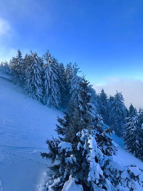 Alberi di pino sulla terra coperta di neve contro il cielo