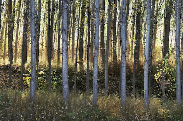 Alberi di pioppo in autunno Sfondo albero