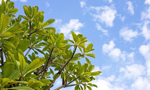 Alberi di Plumeria con cielo e nuvole.