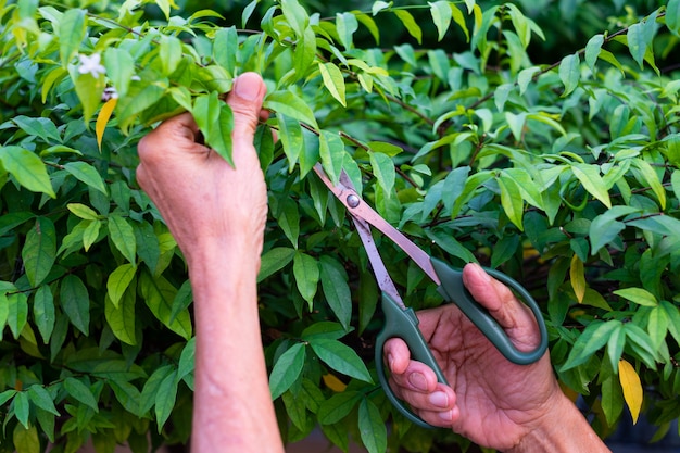 Alberi di potatura giardiniere con le forbici